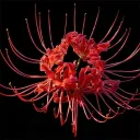 ꧁Lycoris Garden ꧂ — Servidor de Discord