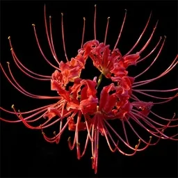 ꧁Lycoris Garden ꧂ — мониторинг Discord сервера, статистика и рейтинг