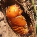 The Pupation Chamber Discord Server Icon