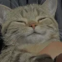 Join Meow friends Discord Server | The #1 Discord Server List