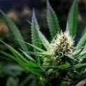 OG Kush