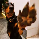 Chill Dawg