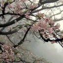 Sakura Blossom Community