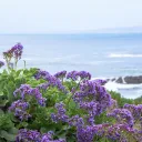 Lavender by the Bay