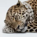 Arraavii (Server revamp) Discord Server Icon