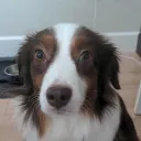 Skibidog