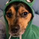 The doggy Foundation Discord server icon