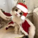 ♡﹒Lando’s Kittys ﹢⁺