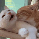 rilakkitty’s