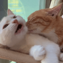 rilakkitty’s Discord Server Icon