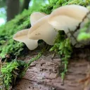 Blue Ridge Mycological Society