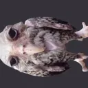 New Year Yaoi Discord Server Icon