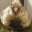 Oldsheep44