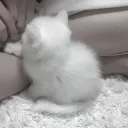 Moonie’s Basement discord icon