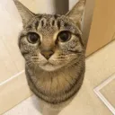 Kaka Hangout Reboot