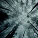 The Forests Wrath