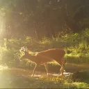 DR; LOVE IS ﹒ 𓏵 ﹒ FOREVER Discord Server Icon