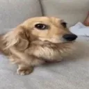 ✎𓂃Revery's icon