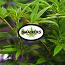 SMACKERS SESH Discord Server Icon