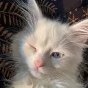 /xanaa ✧ discord icon