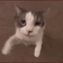 cat squad >:)