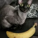 server mostly about cats discord icon