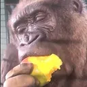 [MM] Mango Monkeys