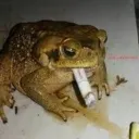 Wii's Resort discord icon