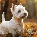 Westie Club