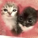 𝔦𝔰𝔞'𝔰 𝔠𝔢𝔩𝔩𝔞𝔯 discord icon