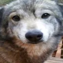 Silly animals discord icon