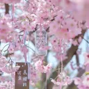 Sakura [ 桜の下で ]