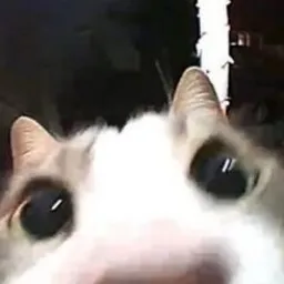 КотикиНаКамерах — мониторинг Discord сервера, статистика и рейтинг