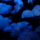 𖦹jellyfish farm𖦹