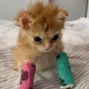 Ainsley's mistreated orphanage Discord Server Icon