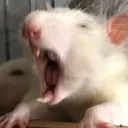 WheatlyTheRat twitch server