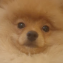 dogMIDI's Server Discord server icon