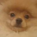 dogMIDI's Server