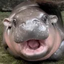 Moo DengKissin’ Discord Server Icon