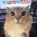 Catos Discord Server Icon