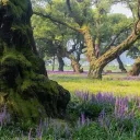 (💐)    land   𝗈’   æuri  :