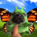 pibble sol