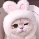 ⊹ ࣪ ˖   floof cup（17+）⸝⸝ Discord Server