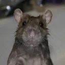 Lee Rats