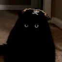 The Cat Club