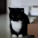 ꕥ EDEN ꕥ discord icon