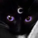 ˚₊‧꒰ა Gato Negro ໒꒱ ‧₊˚