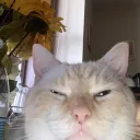 Winkie Wonderland Discord Server Icon