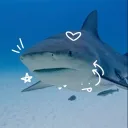 sharkiez's icon