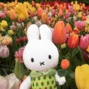 /miffy shop